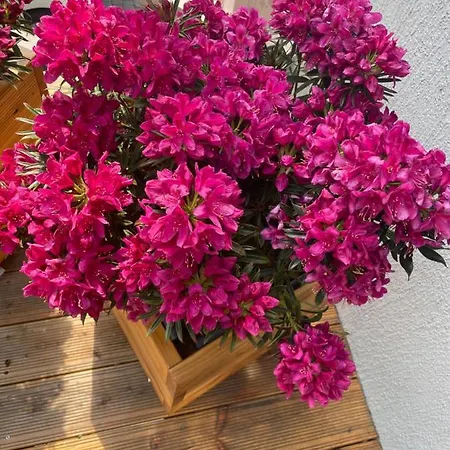 キャンプ場 Lawendowa Przystan Wicko 3 Km Od Miedzyzdrojow ミエンジズドロイェ